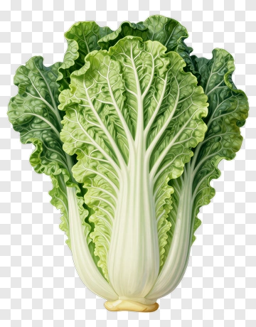 Fresh Green Cabbage PNG