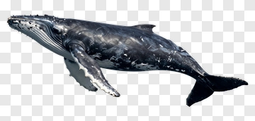 Humpback Whale Swimming Underwater PNG
