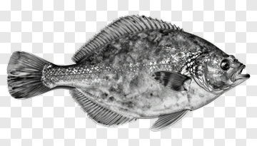 Black And White Fish Illustration PNG