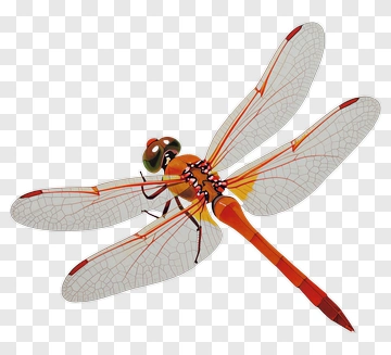 3D Dragonfly With Colorful Wings PNG