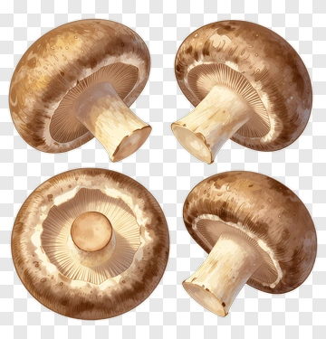 Brown Mushroom Collection PNG