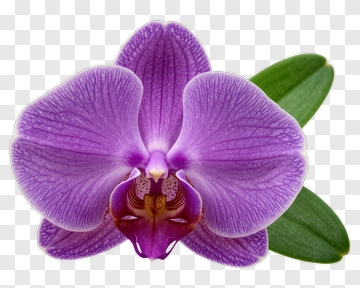 Purple Orchid Flower PNG