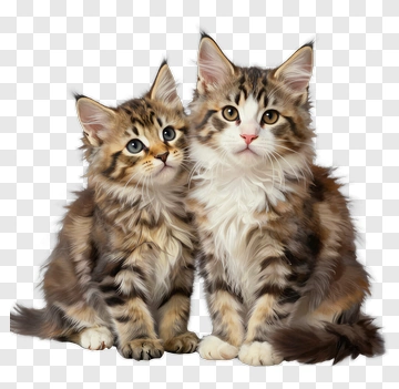 Maine Coon Kittens Sitting Together PNG