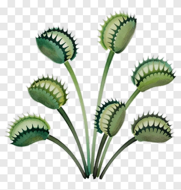 Watercolor Green Plant With Spiky Buds PNG