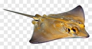 Yellow Stingray PNG