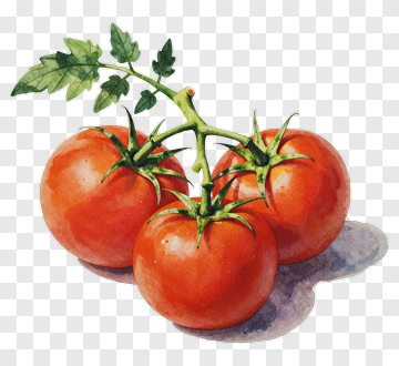 Watercolor Tomatoes On A Vine PNG