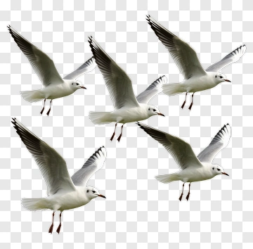 Seagulls In Flight PNG