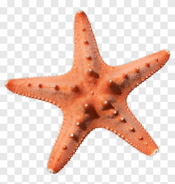 Orange Starfish PNG