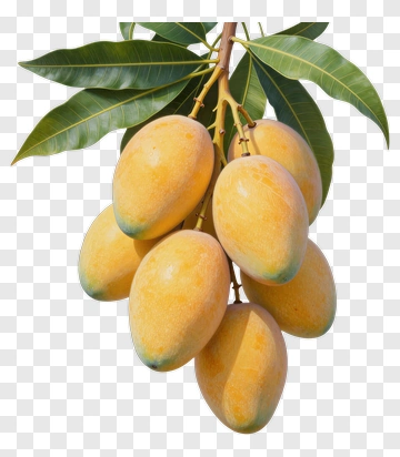Cluster Of Ripe Mangoes On A Branch PNG