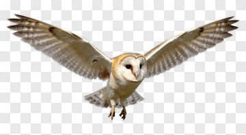 Barn Owl In Flight PNG