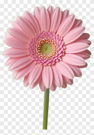 Pink Gerbera Daisy Flower PNG