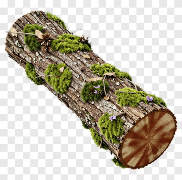 Mossy Log With Flowers And Foliage PNG