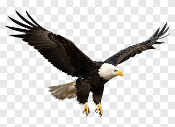 Bald Eagle In Flight PNG