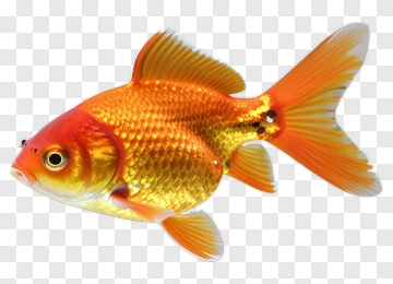 Goldfish Swimming In Water PNG