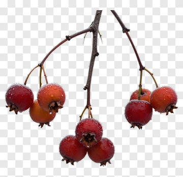 Red Hawthorn Berries On Branch With Water Droplets PNG