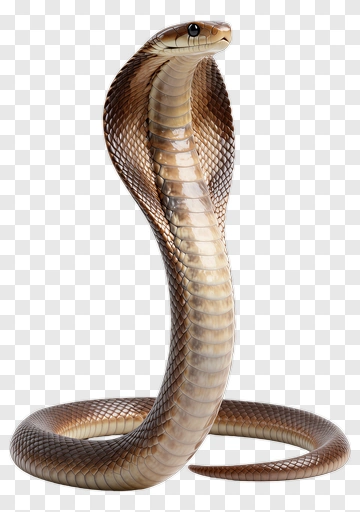 Cobra Snake PNG