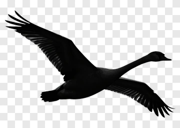 Silhouette Of A Flying Swan PNG