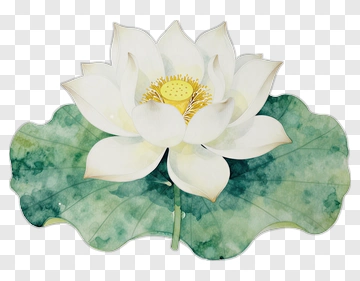 Watercolor White Lotus Flower PNG