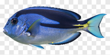 Blue Tang Fish PNG
