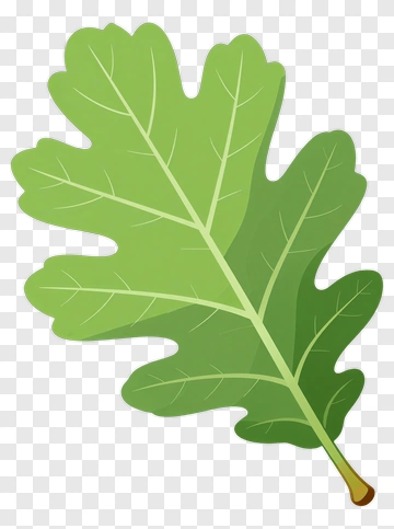 Green Oak Leaf PNG