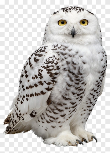 Snowy Owl PNG
