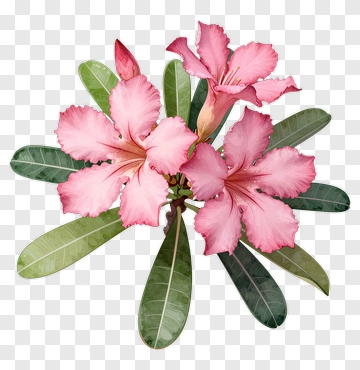 Pink Flower Bouquet PNG