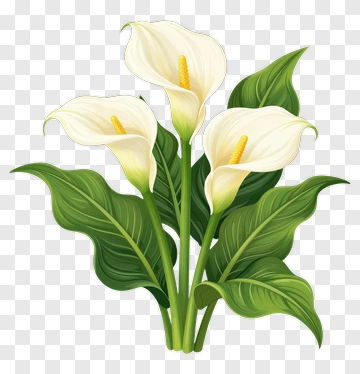 Calla Lily Bouquet PNG