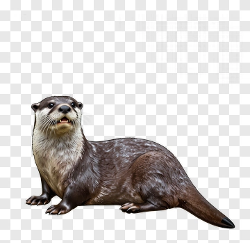 Realistic Otter PNG