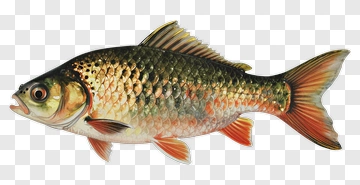 Realistic Fish Illustration PNG