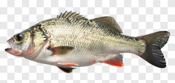Freshwater Fish PNG