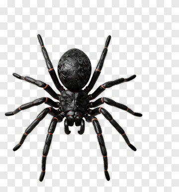 Black Spider With Red Accents PNG