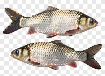 Freshwater Fish PNG