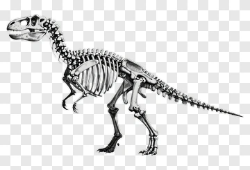 Tyrannosaurus Rex Skeleton Illustration PNG