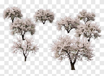 Flowering Cherry Trees PNG