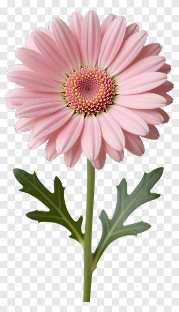 Pink Gerbera Daisy Flower PNG