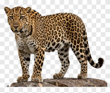 Leopard Standing On A Rock PNG