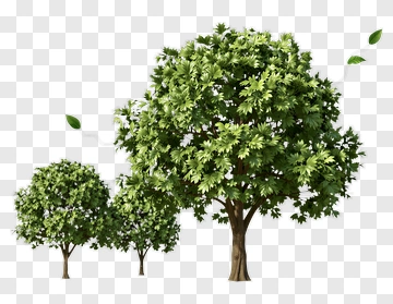 Green Trees With Leaves PNG