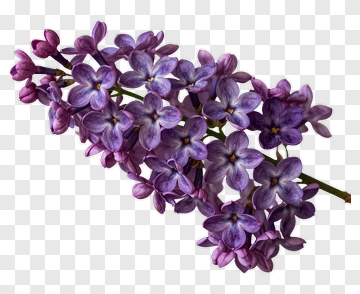 Lilac Flower Branch PNG