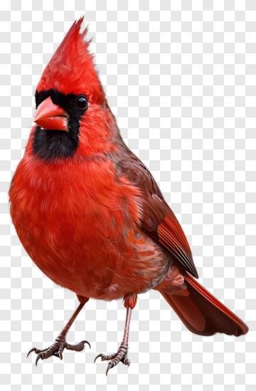 Red Cardinal Bird PNG