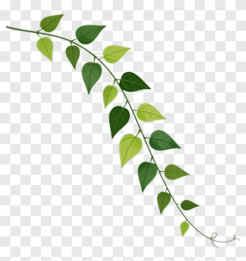 Green Leafy Vine PNG