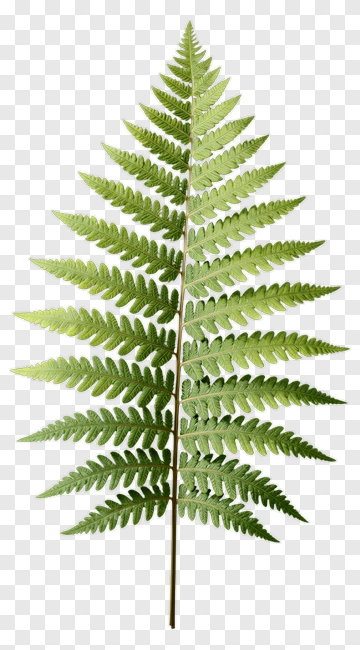 Green Fern Leaf PNG