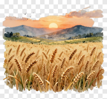 Golden Wheat Field At Sunset PNG