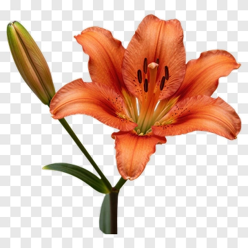 Orange Lily Flower With Bud PNG