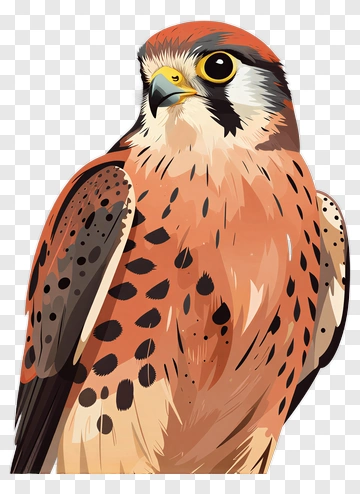 Illustration Of A Kestrel Bird PNG