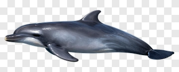 Realistic Dolphin Swimming PNG