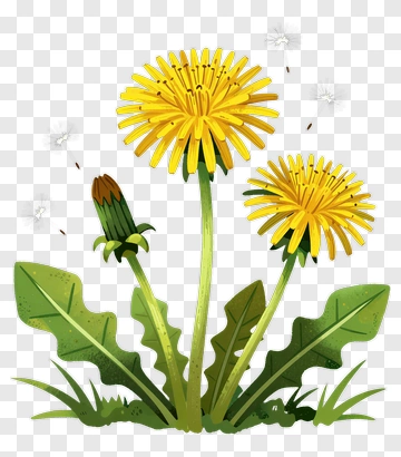 Dandelion Flower With Green Leaves PNG