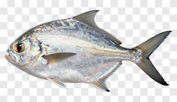 Realistic Fish Swimming PNG