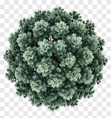 Green Tree Top View PNG