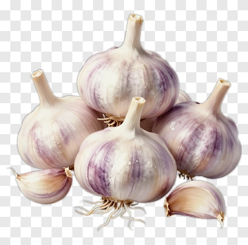 Garlic Bulbs And Cloves PNG