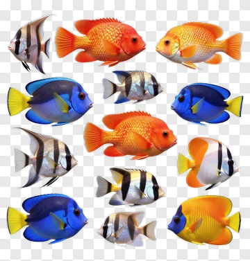 Colorful Collection Of Tropical Fish PNG